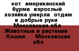 кот -американский бурма, взрослый, хозяйка умерла, отдам в добрые руки - Московская обл. Животные и растения » Кошки   . Московская обл.